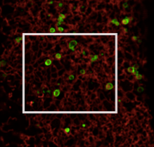 Organellar imaging data